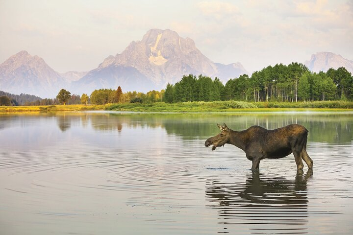 4 Hours Private Sunrise Breakfast Wildlife Safari - Photo 1 of 5